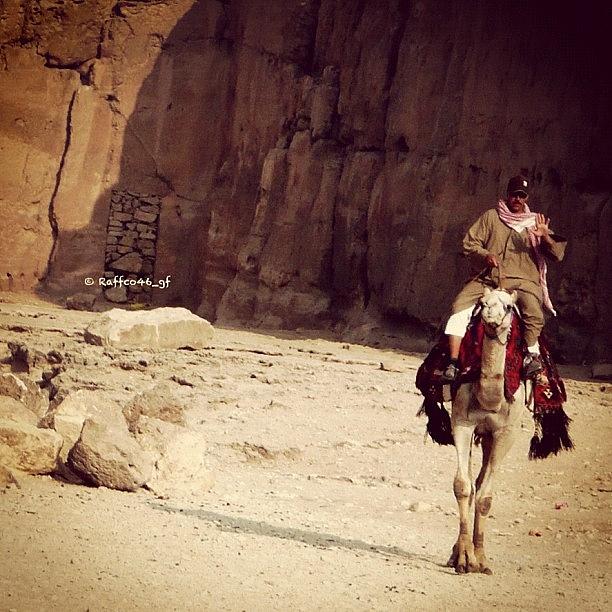 Camel Photograph - Goodmorning Peeps!!! 🐫#egypt🐫 by Raffaele Salera