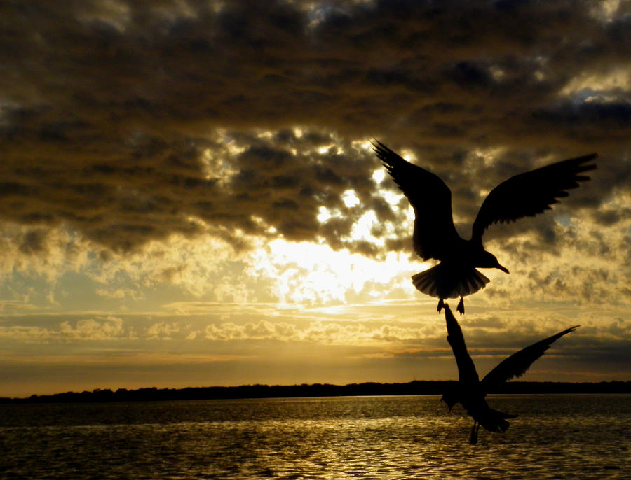 Goodnight Gulls Photograph by Judy Wanamaker
