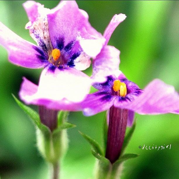 Flower Photograph - Goodnight My Friends.  Sweet Dreams by Dccitygirl WDC
