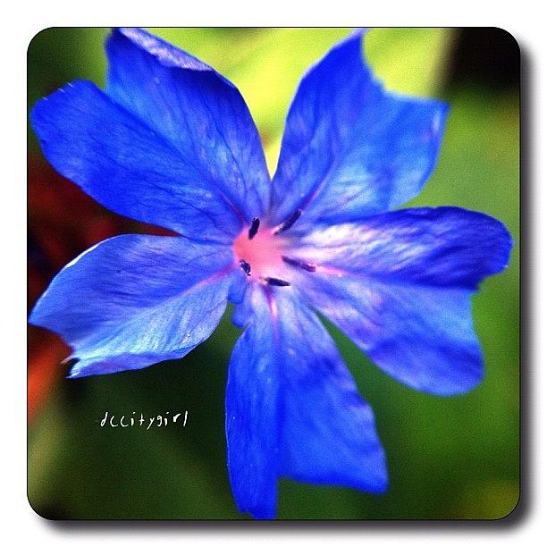 Flowers Still Life Photograph - 🌙goodnight My Lovelies💙✨ by Dccitygirl WDC