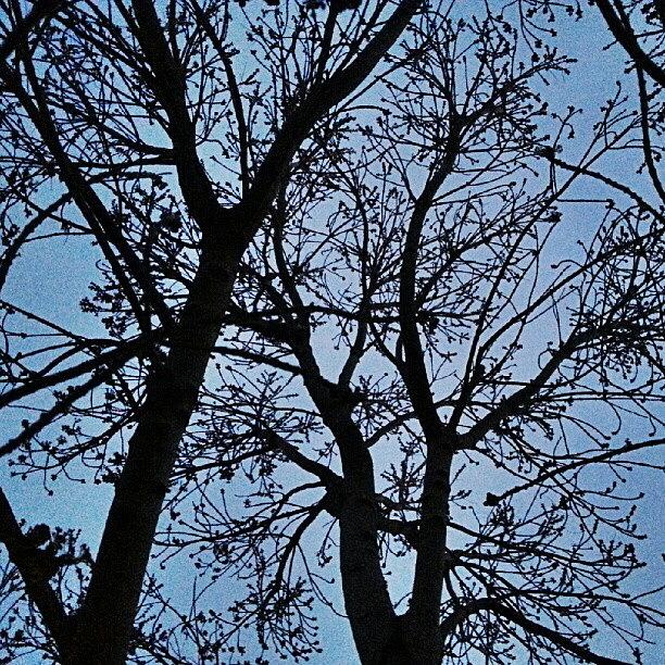 Tree Photograph - Goodnight #trees  #treestyles_gf by Lisa Bertolin