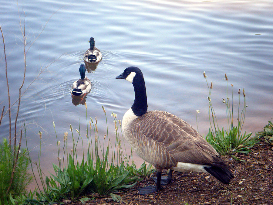 Goose and Ducks Photograph by Kelly Hazel