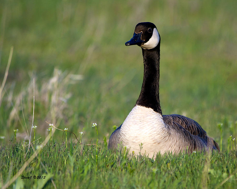 Goose at Rest Photograph by Stephen Johnson