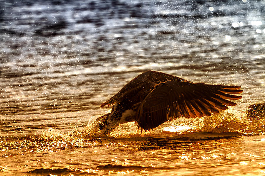 Goose Attack Photograph by Linda Tiepelman