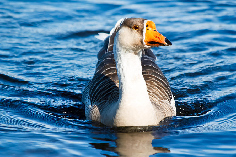 Greater White-fronted Goose Photograph - Goose Coming into Shore  by Ann Murphy