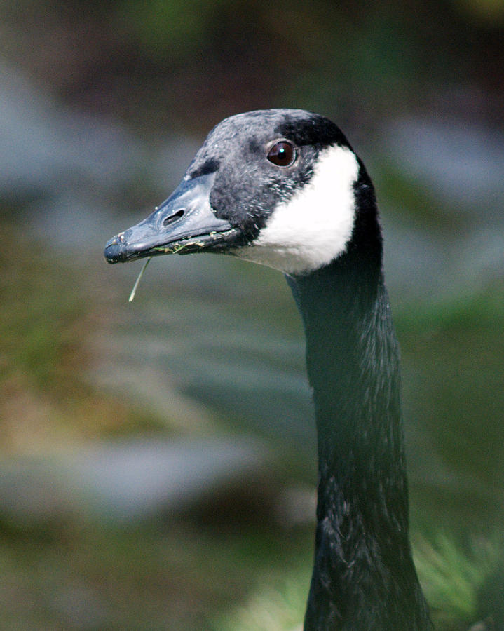 Goose-Eyed Photograph by Barry Doherty - Fine Art America