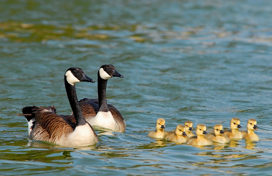 Goose family Photograph by Dung Ma