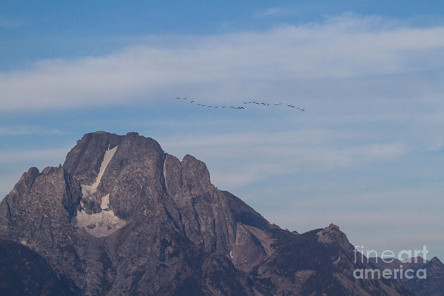 Goose Flight Over Mount Moran 2 Photograph by Katie LaSalle-Lowery