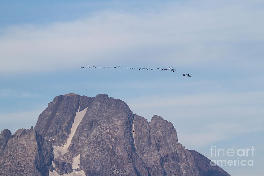 Goose Flight Over Mount Moran Photograph by Katie LaSalle-Lowery