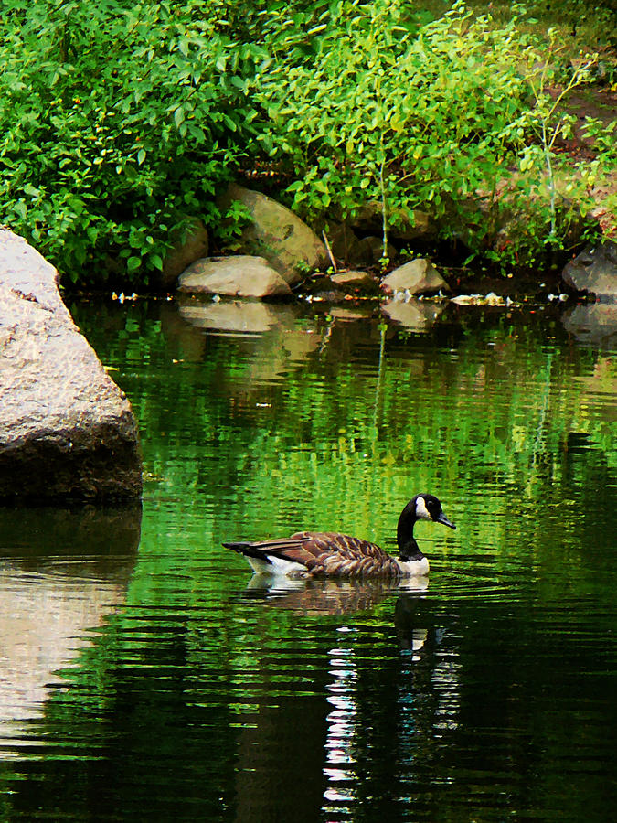 Goose Floating on Pond Photograph by Susan Savad