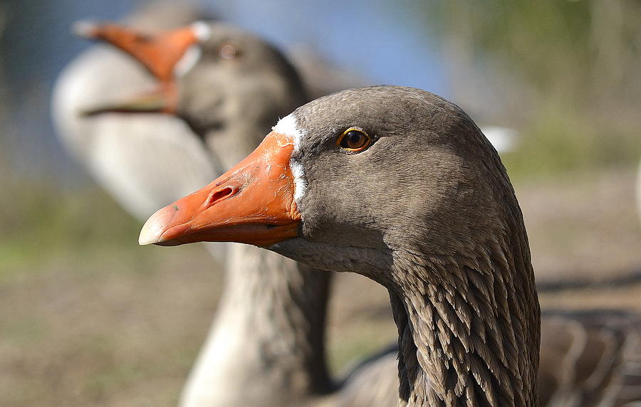 Goose Gossip Photograph by Fraida Gutovich
