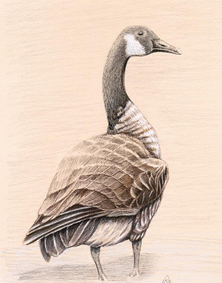 Goose Drawing by H C Denney Fine Art America