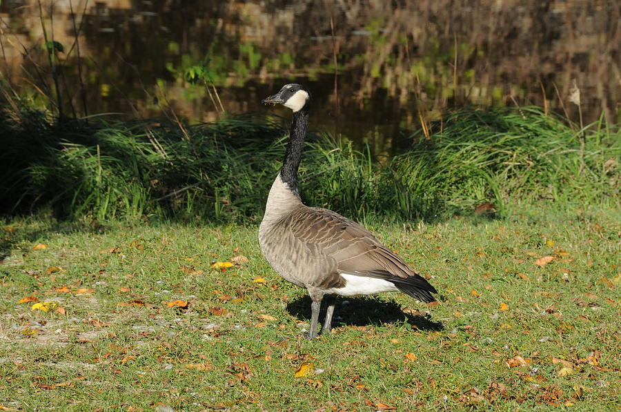 Goose on the Loose Photograph by Andrea Suhr - Fine Art America