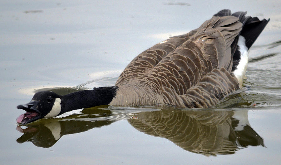 Goose on the loose Photograph by Brian Stevens - Fine Art America