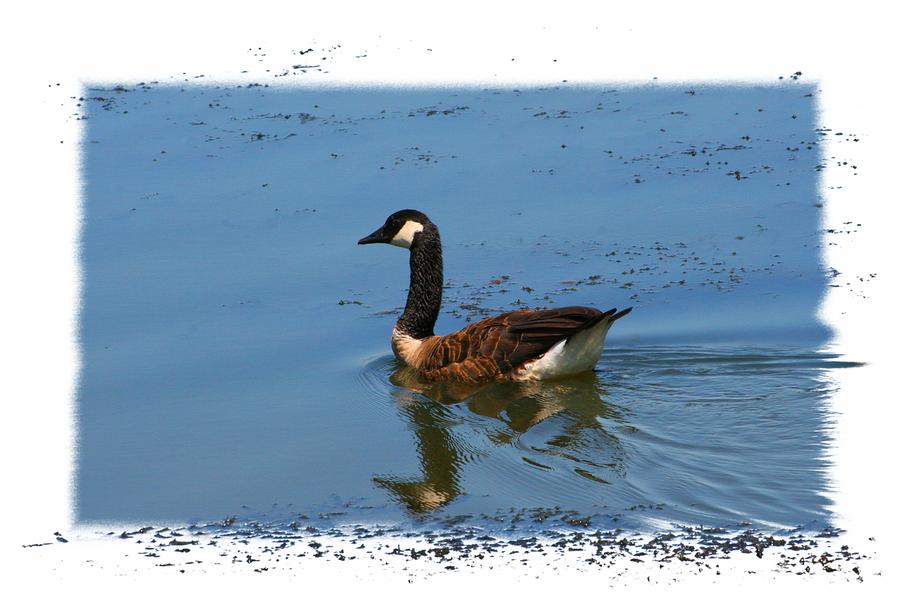 Goose on the Pond Photograph by Scott Wood