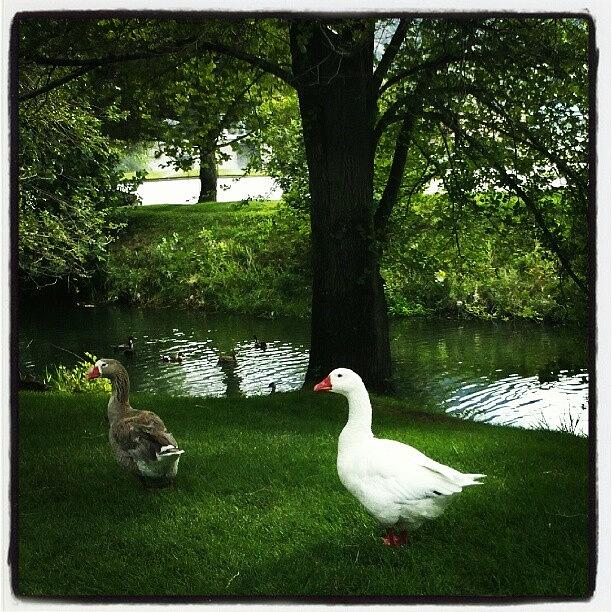 Geese Photograph - #goose #pet #pretty #beautiful #beauty by Becca Watters