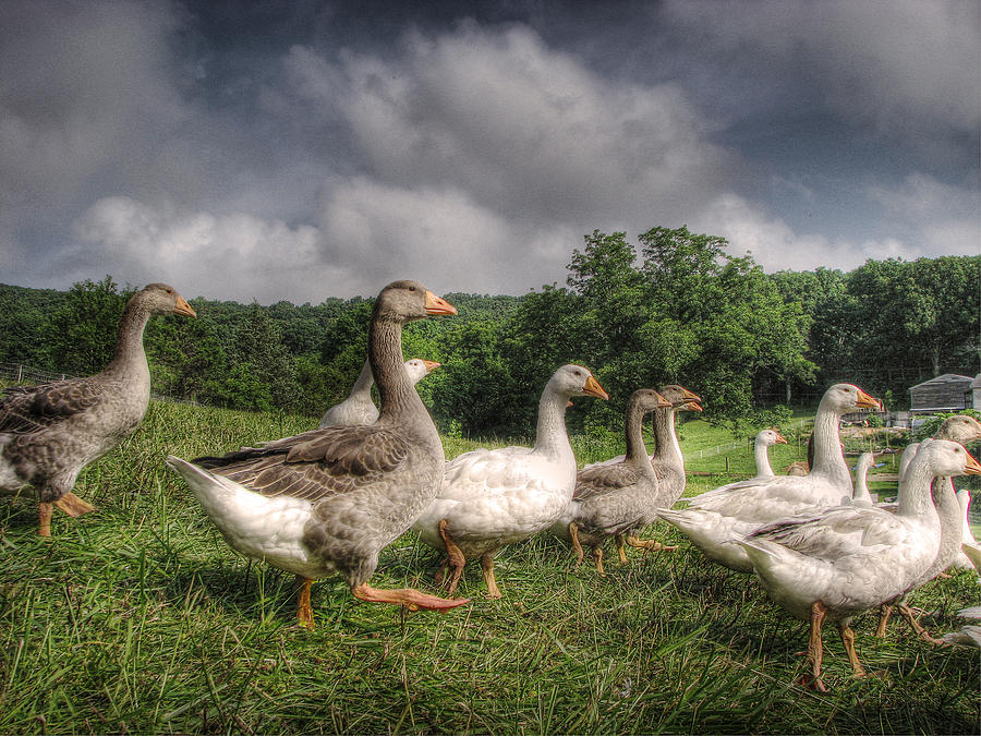 Goose Step Photograph by William Fields