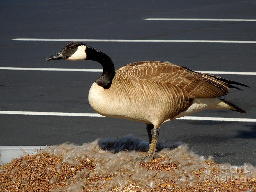 Goose with Nest in Parking Lot Photograph by Renee Trenholm