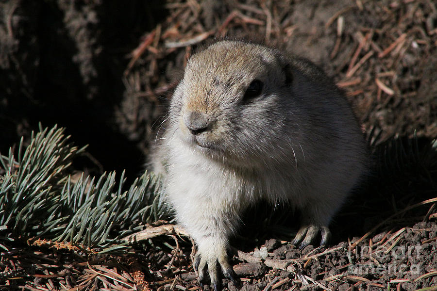 Gopher Photograph by Alyce Taylor