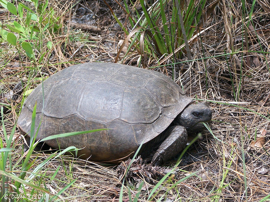 Gopher Tortoise Gopherus polyphemus Photograph by Grace Dillon - Fine ...