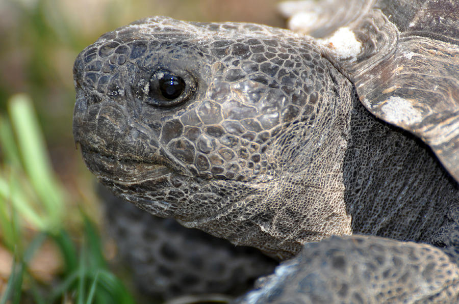 Gopher Turtle Photograph by Kelli Reed - Fine Art America