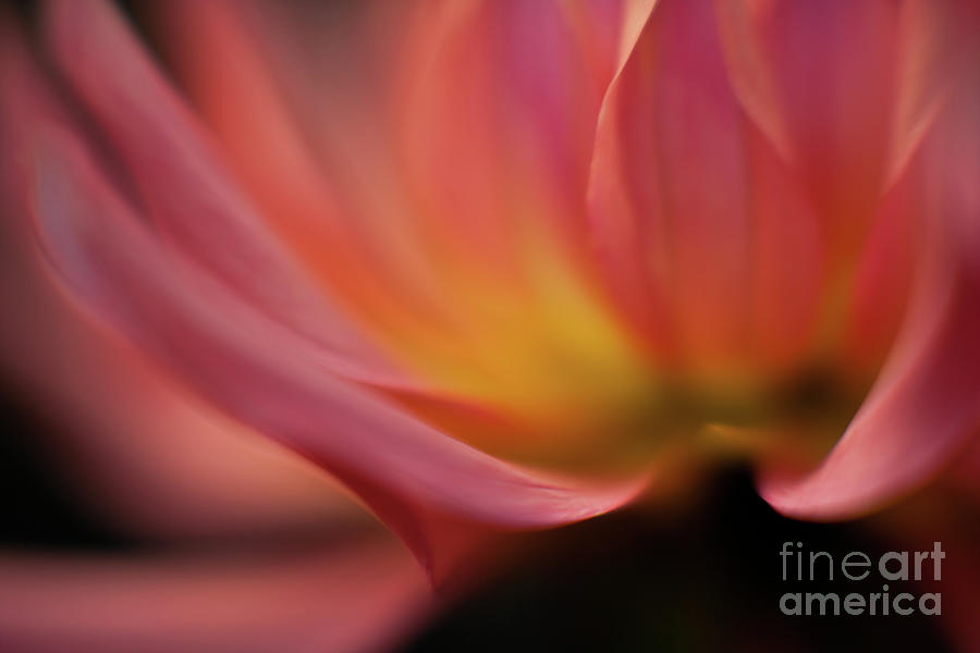 Flower Photograph - Gorgeous Dahlia Abstract by Mike Reid