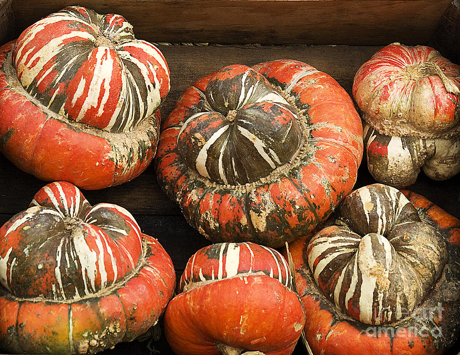 Gorgeous Gourds Photograph by Jim And Emily Bush