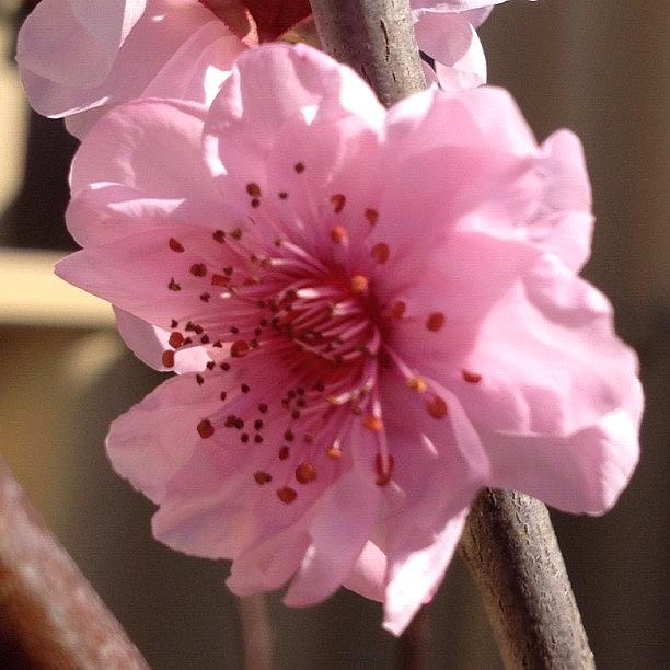 Gorgeous Little Plum Blossoms Have Photograph by Katrina Reed