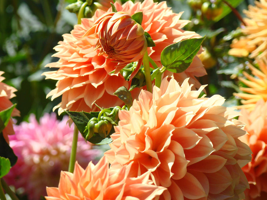 Gorgeous Orange Dahlia Flowers Floral Art Prints Photograph by Baslee ...