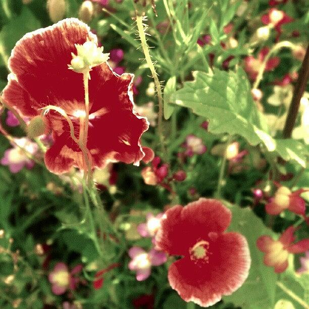 Summer Photograph - Gorgeous Red Poppies By The Roadside!! by Dahlia Ambrose