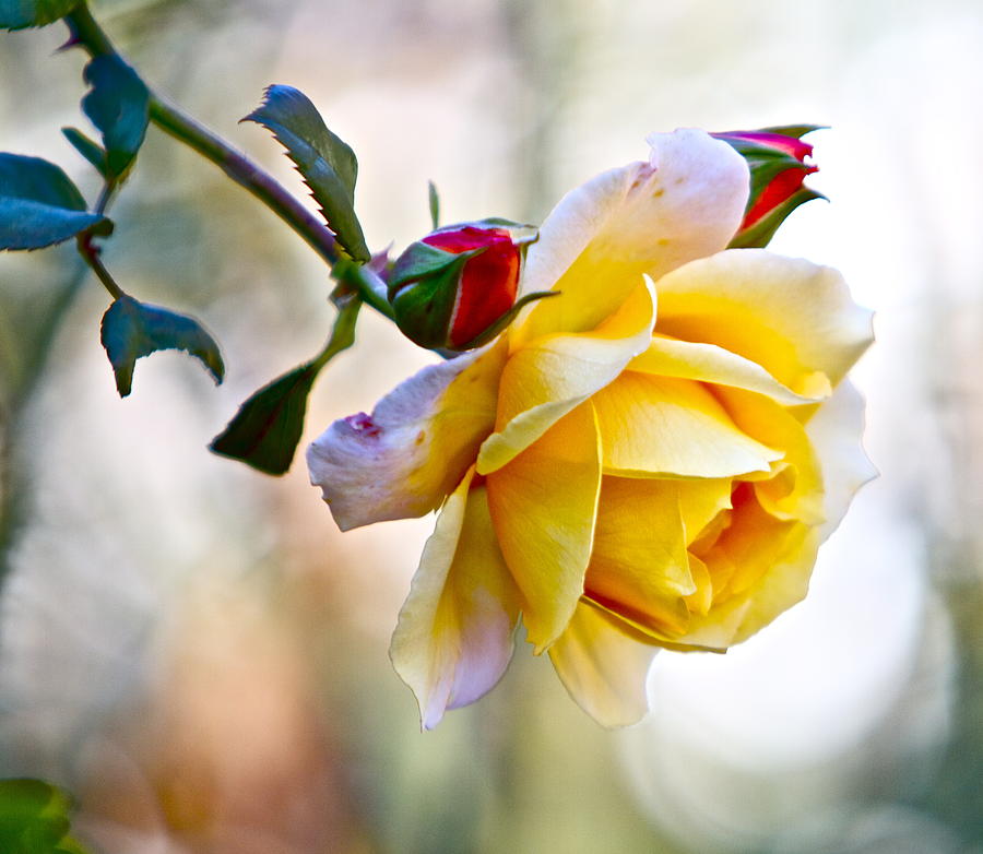 Gorgeous Roses Photograph by Alice Gipson
