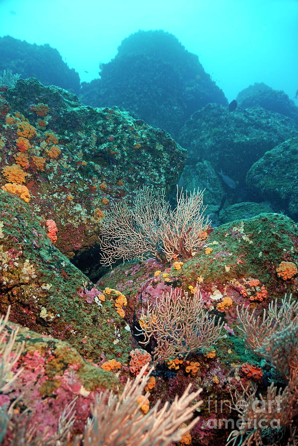 Nature Photograph - Gorgonian fans and Cup Coral on rocky seabed by Sami Sarkis