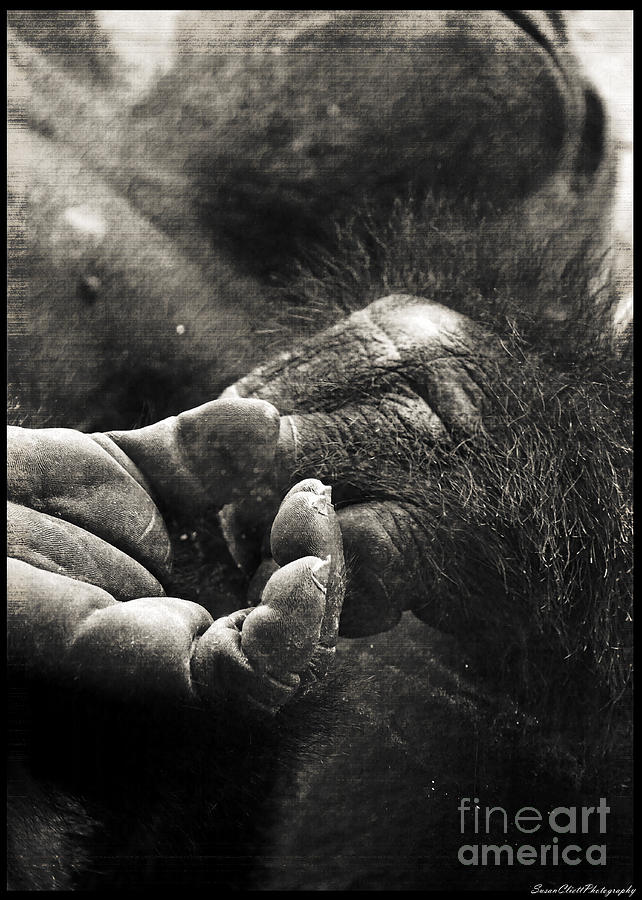 Gorilla 1 Photograph by Susan Cliett