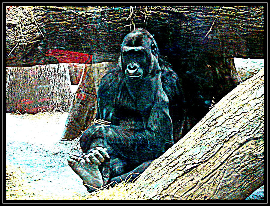Gorilla-12 Photograph by Anand Swaroop Manchiraju