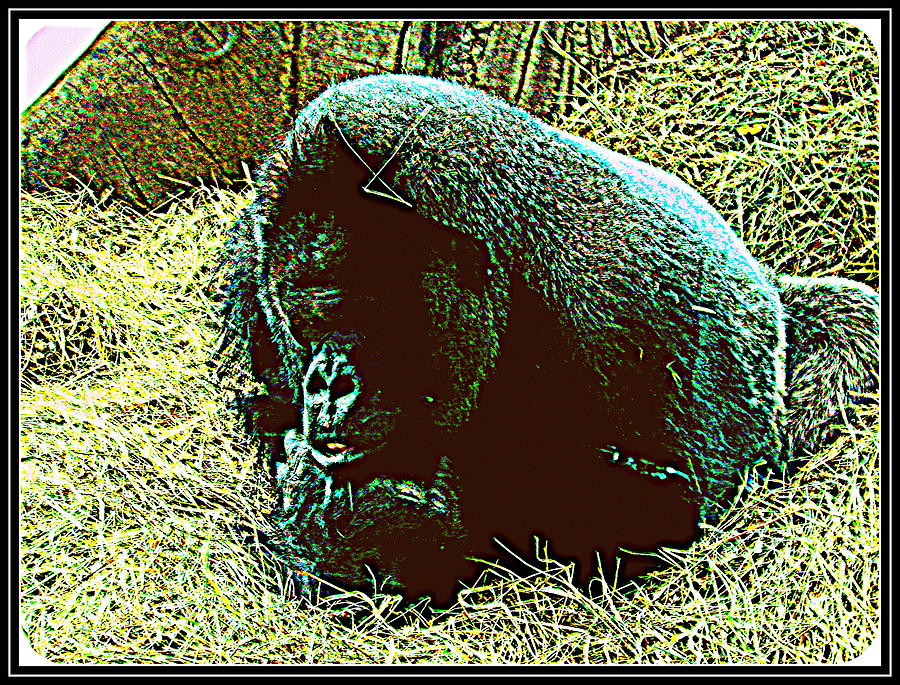 Gorilla--8 Photograph by Anand Swaroop Manchiraju