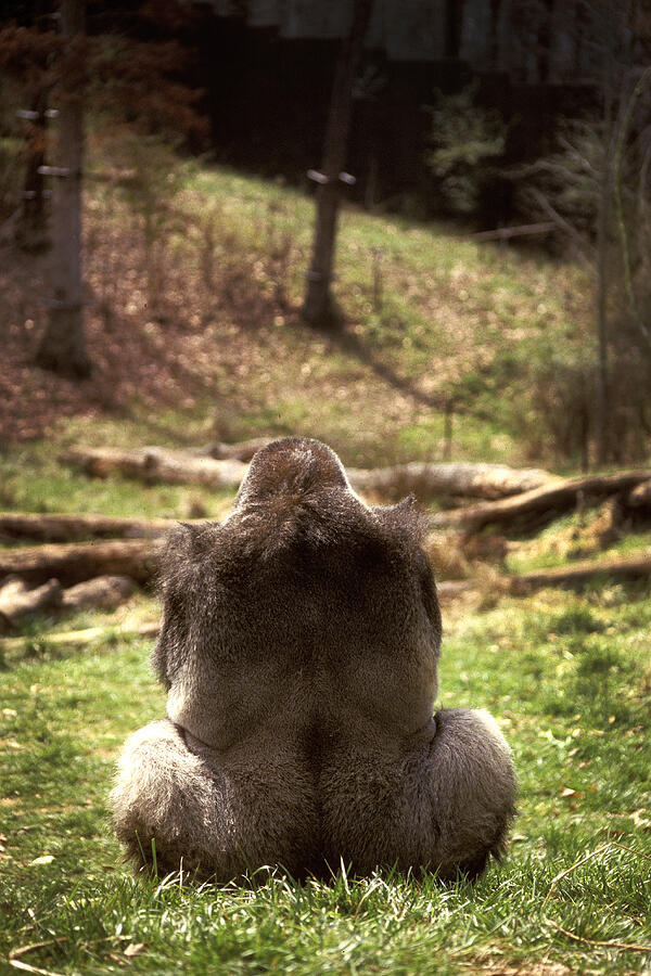 Gorilla at Peace Photograph by Paul W Faust -  Impressions of Light