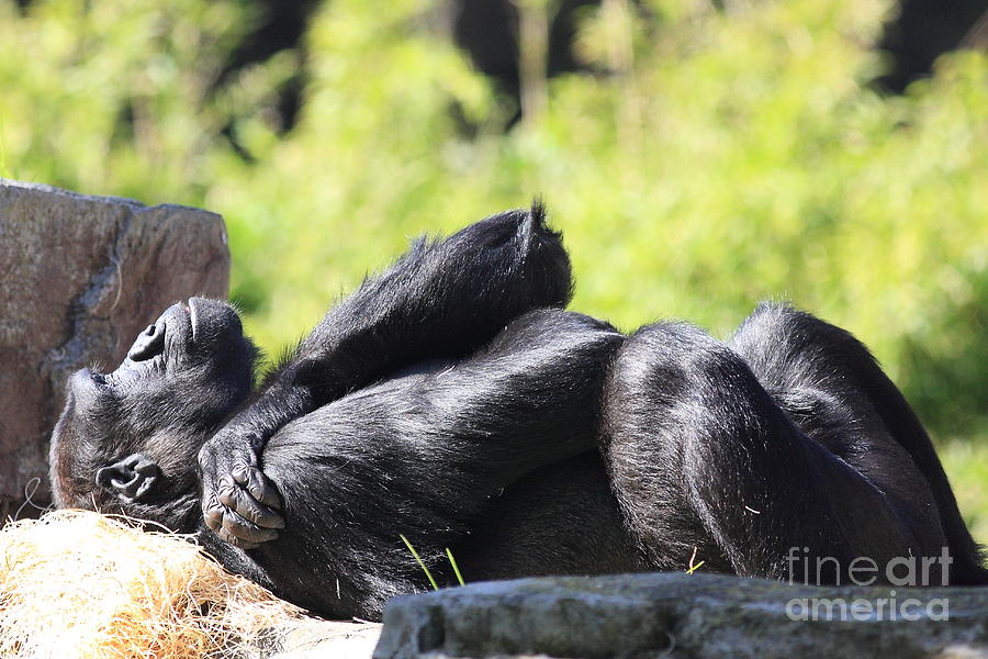 Gorilla Basking In The Sun . 40D9890 Photograph by Wingsdomain Art and Photography