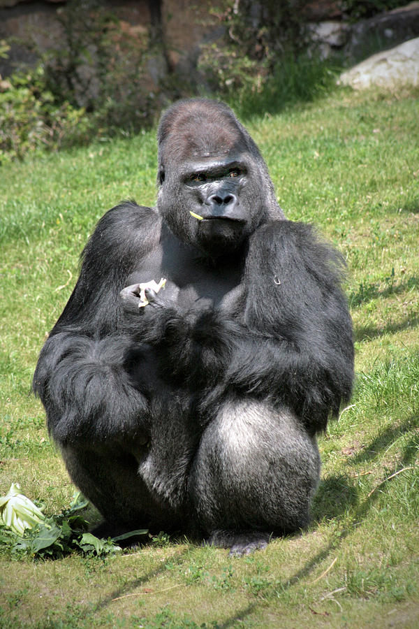 Gorilla Berlin Zoo by Stephan Lewis