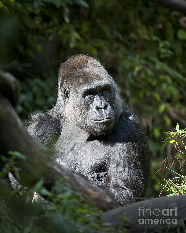 Gorilla Photograph by Chris Dutton