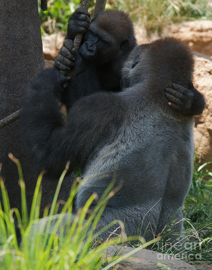 Gorilla Embrace Photograph