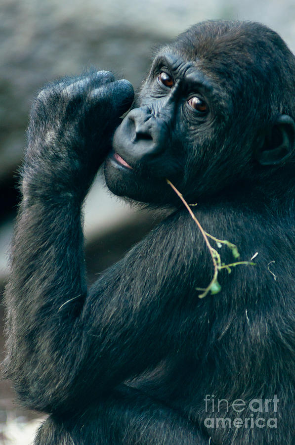 Up Movie Photograph - Gorilla has a snack by Andrew  Michael