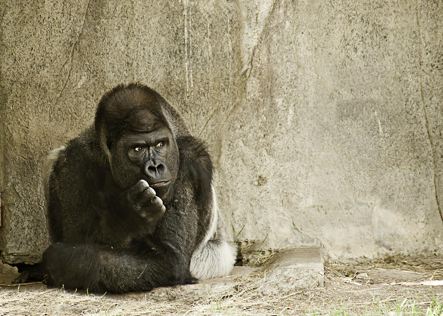 Gorilla in Thought Photograph by Melany Sarafis