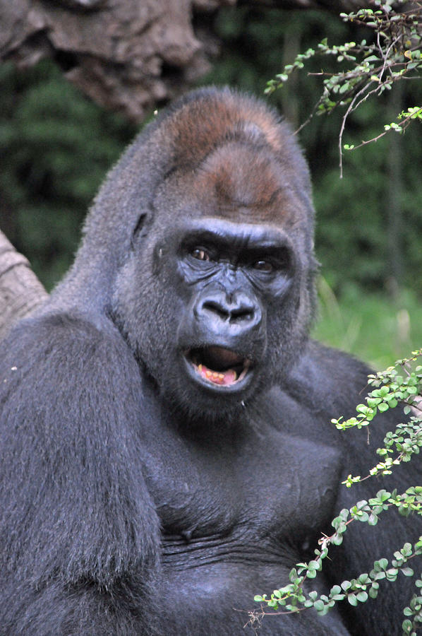 Gorilla Photograph by Mike Martin