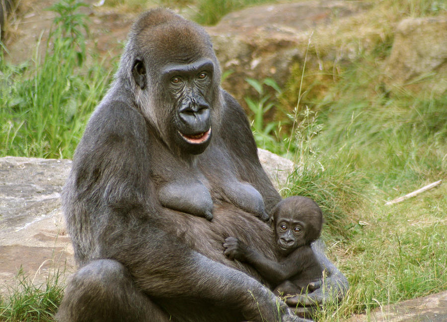 gorilla-mother-and-baby-julie-l-hoddinott.jpg
