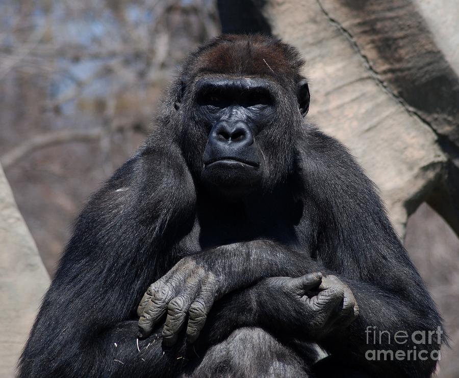 Gorilla Photograph by Ronald Grogan