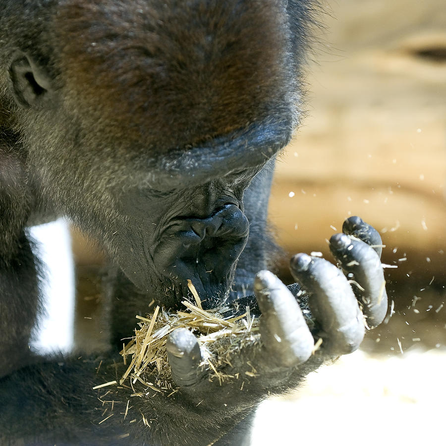 Gorilla Photograph by Sandra Sigfusson