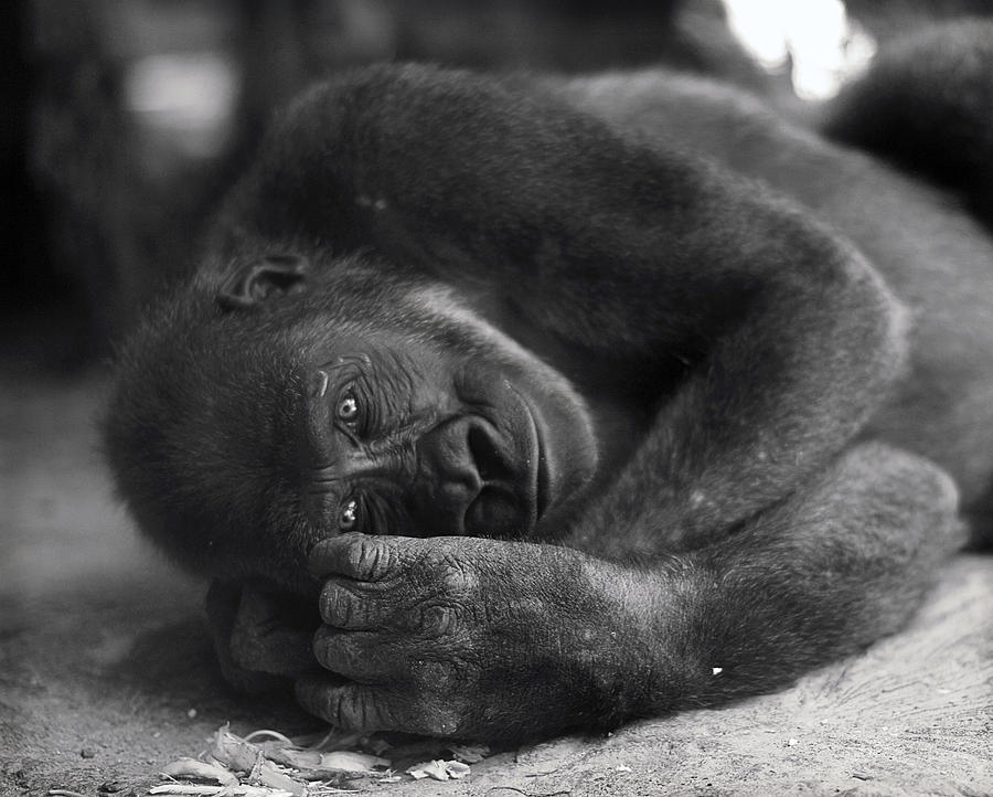 Black And White Photograph - Gorilla by Yosi Cupano