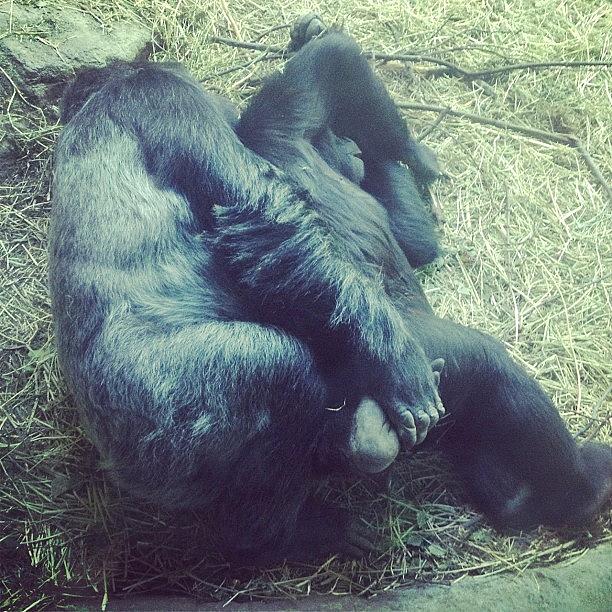 Gorilla Photograph - Gorillas Spooning. #seattle by Ashley Brandt