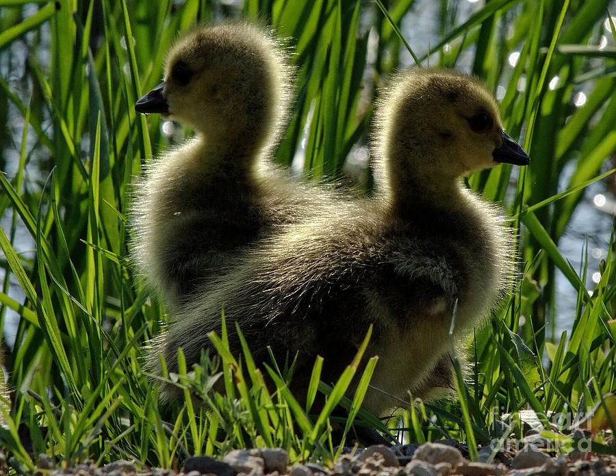 Geese Photograph - Gosling 2 by Andrea Kollo