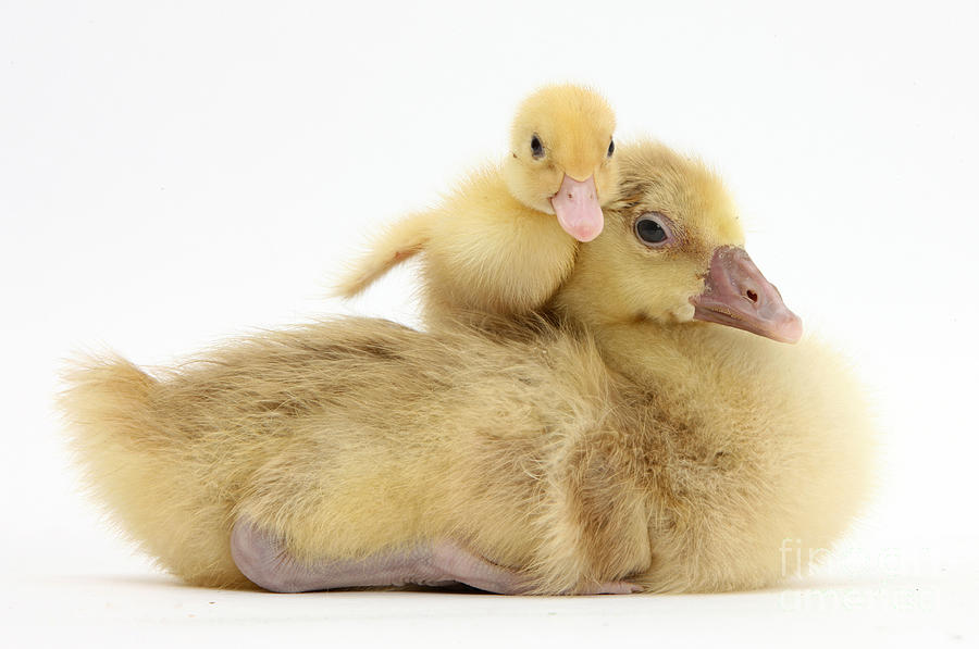 Gosling And Duckling Photograph by Mark Taylor